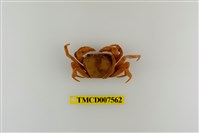 藏品(拉氏清溪蟹)的圖片